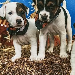 Parson Russell Terriers from Stormborn Terriers