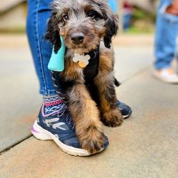 Molly - Bernedoodle