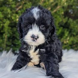 Kali - Black and white female Cockapoo puppy in Salt Lake City, Utah from Utah Cocker Spaniels