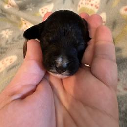Pray - Parti female Goldendoodle puppy in Greensboro, Georgia from B’s Doodles