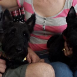 Scottish Terriers from Misty Highlands