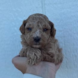Ferrero - Cream male Cavapoo puppy in Ville Platte, Louisiana from The Barkery