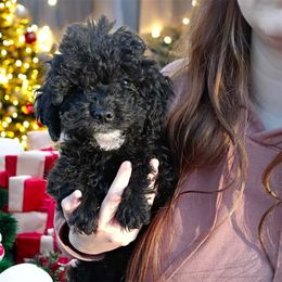 Boy 2 Liam - Black and white male Cavapoo puppy in Salisbury, North Carolina from Carolina Canines