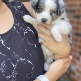 Miniature Australian Shepherd Puppies from Little Sooner Aussies