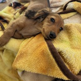 Dachshund Puppies from Little Legs Miniature Dachshunds