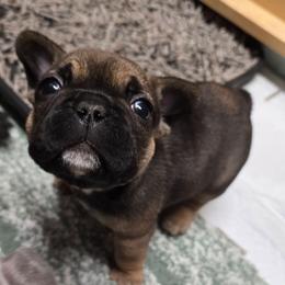 Harley - Fawn and white female French Bulldog puppy in Yellowstone County, Montana from JNS Frenchies