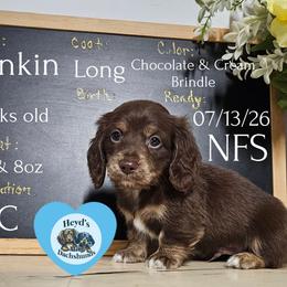 Dunkin - Chocolate and cream male Dachshund puppy in Hoquiam, Washington from Heyd's Mini Dachshunds