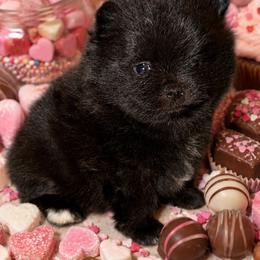 Buttercup - Black female Pomeranian puppy in Orange Grove, Texas from Davis Poms