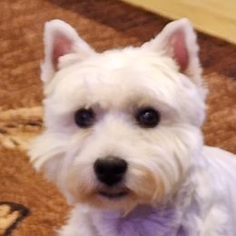 Grace - West Highland White Terrier