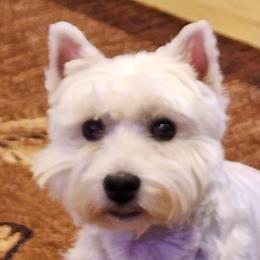 Grace - West Highland White Terrier