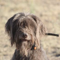 Pudelpointers from Iron Rod Gun Dogs
