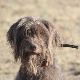 Pudelpointers from Iron Rod Gun Dogs