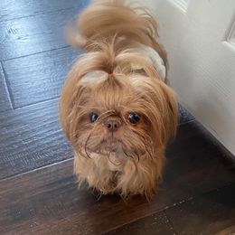 Rowan - Shih Tzu