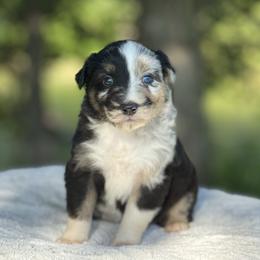 Yahtzee - Blue merle male Australian Shepherd puppy in Argyle, Iowa from Country Time Kennels