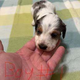 Boy 1 - Dapple male Dachshund puppy in Lexington, Tennessee from Nichols' Miniature Dachshund