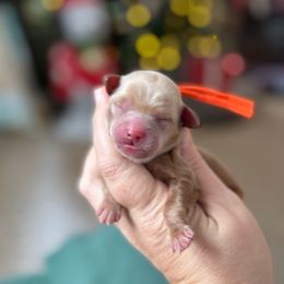 Pumpkin - Red  female Goldendoodle puppy in Wharton, Texas from Little Fur Friends