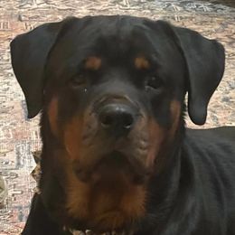 Rottweilers from Sinking Fork Rottweilers