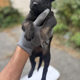 Dutch Shepherd Puppies from Lisa's Dutchies