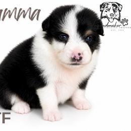 Flamma - Black tri female Toy Australian Shepherd puppy in Leitchfield, Kentucky from Legendmaker MAS