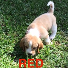 Red - Lemon and white female Basset Hound puppy in Valley, Alabama from Beverly's Bassets
