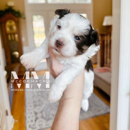 Smith - Chocolate and White Parti Morkie - Chocolate male Morkie puppy in Franklin, Tennessee from McCormack Morkies + Merle Doodles