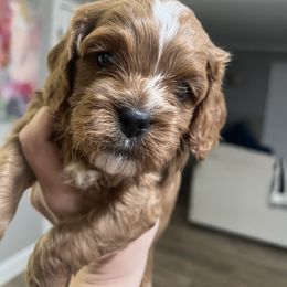 Cavapoo and Shihpoo Puppies from Haus of Doodles