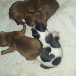 Shih Tzu Puppies from Nickerson Farms Shih Tzu & Imperial Beauties LLC.