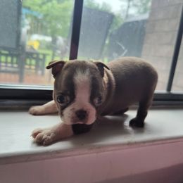 Boston Terrier Puppies from Beulah's Bostons