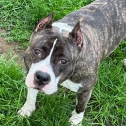 American Staffordshire Terrier All Grown Up from Explicit Amstaffs Of New England