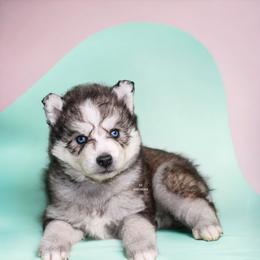 Pomsky Puppies from SZ Rolling Acres LLC