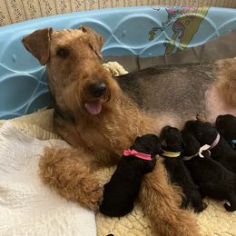 Taige - Airedale Terrier