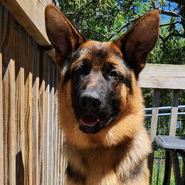 Serene vom Amalaberg - German Shepherd