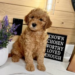 Goldendoodle Puppies from Jeremy Dafoe