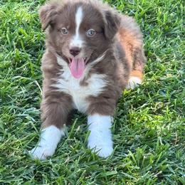 Louis - Red & white male Miniature Australian Shepherd puppy in California from Eagle River Aussies
