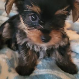 Yorkshire Terriers from Cute A55 Yorkshire Terriers