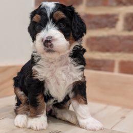 Bernedoodle puppies from Mountain Top Bernedoodles