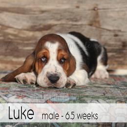 Luke - Black white and brown male Basset Hound puppy in Jefferson City, Missouri from Triple Hill Farm