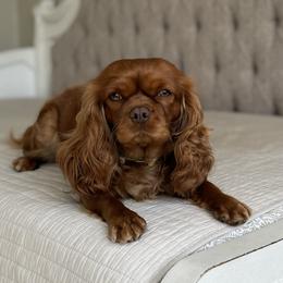 Reese - Cavalier King Charles Spaniel