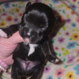 Cypress - Black male Companion Cross puppy in West Enfield, Maine from GRIFFEY'S SPA AND KENNEL
