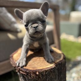 Boy 2 - Blue male French Bulldog puppy in Cordes Lakes, Arizona from Puppy Love AZ LLC