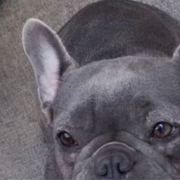 Mia - French Bulldog
