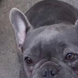 Mia - French Bulldog