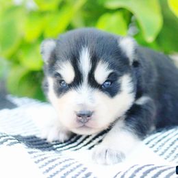 River - Black and white male Pomsky puppy in Bremen, Indiana from AMS Pomeranians and Pomskies in Indiana