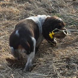 Eddie Van Halen (Banner) - Liver white and tan English Springer Spaniel puppy in Statesville, North Carolina from Rockin’ Slow Farms