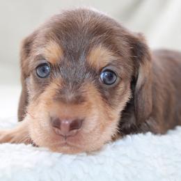 Kandy - Chocolate and tan female Dachshund puppy in Fairfax, Iowa from Grayson’s Lovable Dachshunds