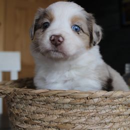 Ghost - Red merle female Miniature Australian Shepherd puppy in Bethany, Illinois from Rachel at Marrowbone Creek Aussies