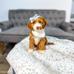 Cozy- Available This Week - Red  female Goldendoodle puppy in Cedar City, Utah from Cedar Doodles- Home of the Teddybear Goldendoodle