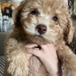 Cavapoo puppies from Perfectly Playful Doodles