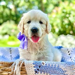 Miss Purple - Light golden female Golden Retriever puppy in Midlothian, Texas from Brightest Days