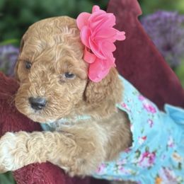 Cockapoos and Goldendoodles from Royal Doodles of Texas